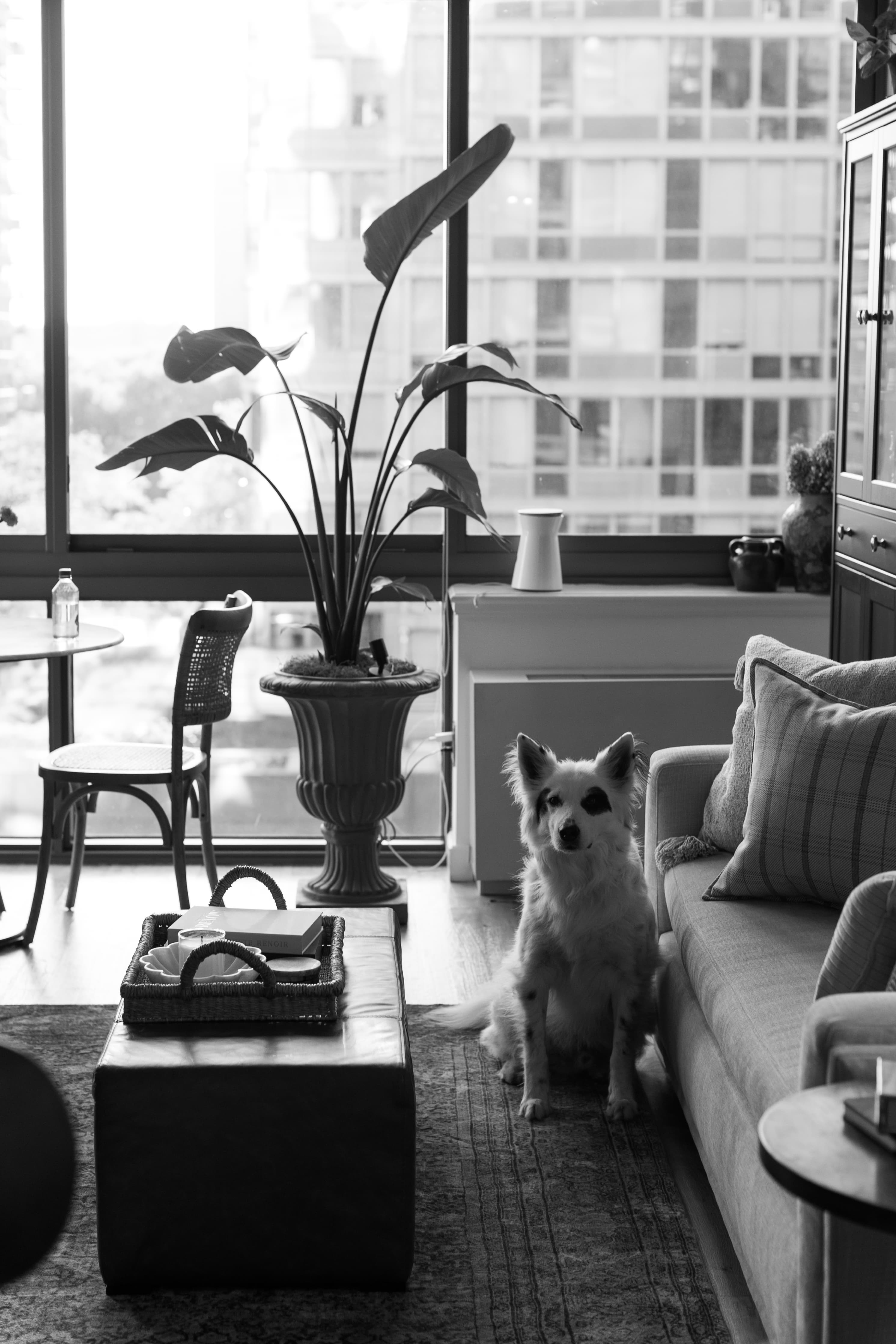 Our fur baby at home in the NYC apartment