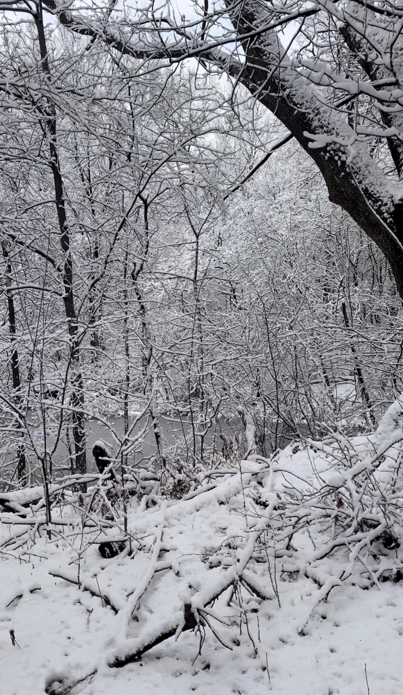 snow in central park
